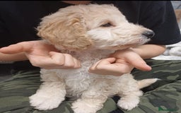 Cockapoo dogs for sale: Beautiful Little Cockapoo Boy  - Image 5