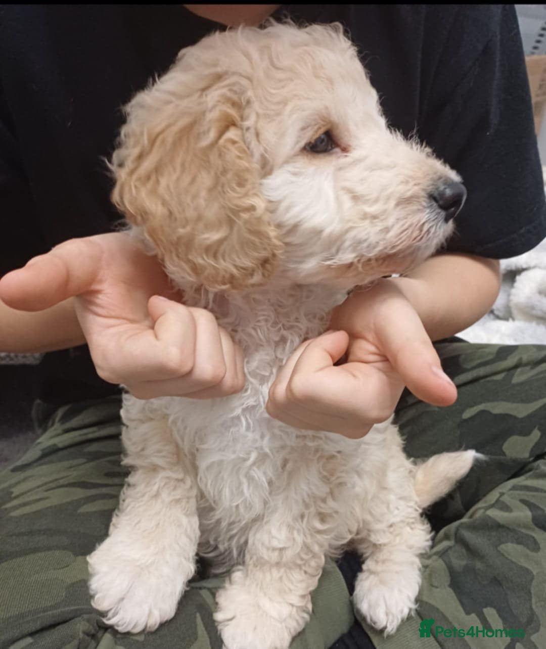 Cockapoo dogs for sale: Beautiful Little Cockapoo Boy  - Image 5