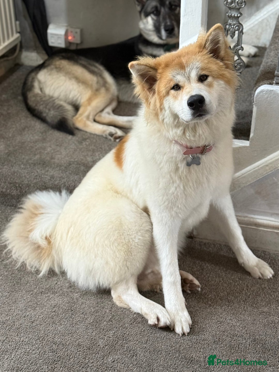 Huskita dogs for sale: Gorgeous Huskita Puppies  - Image 4