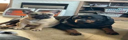 French Bulldog dogs for stud: 🐕🐕KC REG RONNIE FOR STUD 🐶🐶  - Advert 10