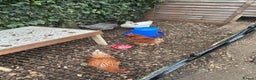 Chickens poultry for sale: 4 female hybrid chickens for sale  - Advert 1