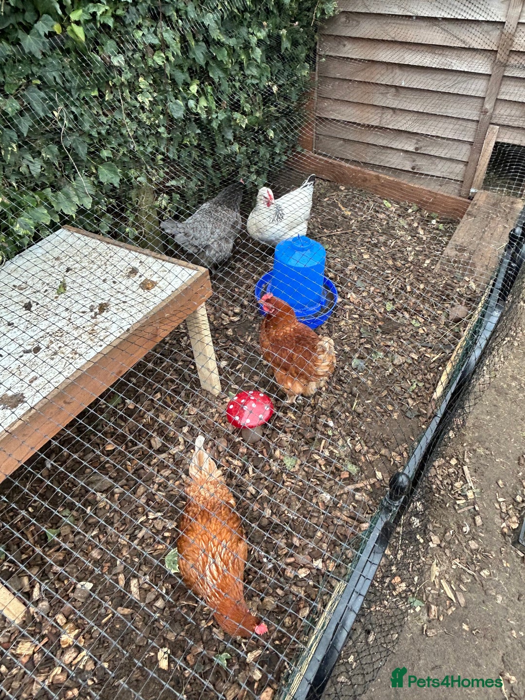 Chickens poultry for sale: 4 female hybrid chickens for sale  - Advert 1