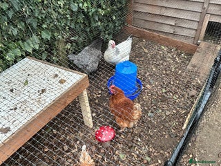 Chickens poultry 4 female hybrid chickens for sale - Advert 8