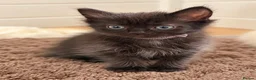 Ragdoll cats for sale: 2 x male half ragdolls  - Advert 8