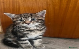 Mixed Breed cats for sale: Friendly and playful kitties  - Image 11