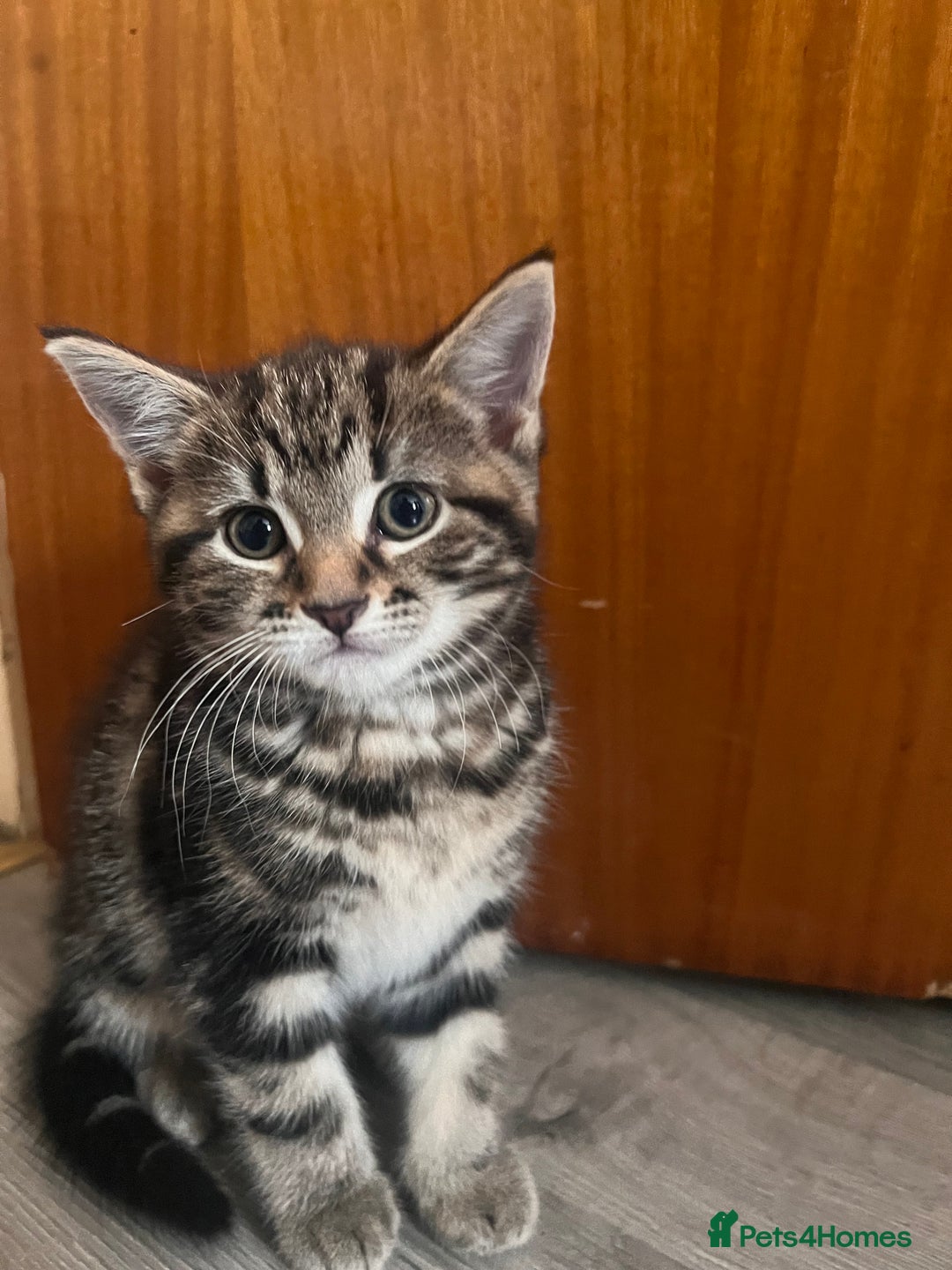 Mixed Breed cats for sale: Friendly and playful kitties  - Image 11