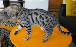 Bengal cats for sale: Gorgeous Brown Rosetted Boy Available  - Advert 13