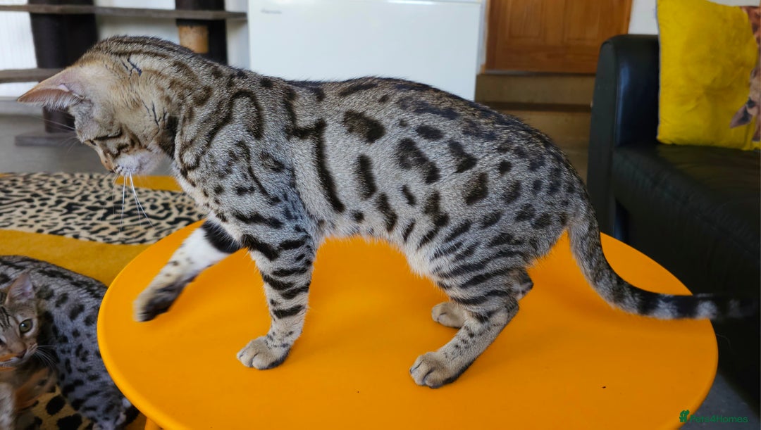 Bengal cats for sale: Gorgeous Brown Rosetted Boy Available  - Advert 13