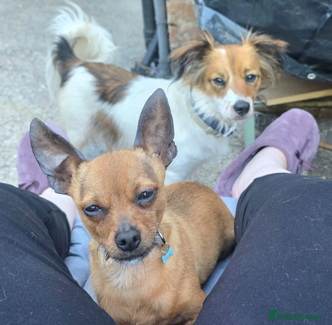 Chihuahua dogs for sale: Mini Milo the chihuahua  - Advert 4