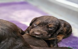 Cocker Spaniel dogs for sale: 8 AMAZING KC REG WORKING COCKER SPANIEL PUPPIES - Image 21