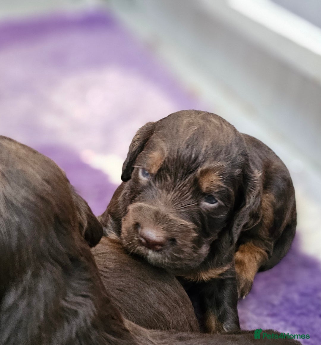 Cocker Spaniel dogs for sale: 8 AMAZING KC REG WORKING COCKER SPANIEL PUPPIES - Image 21