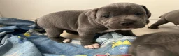 Staffordshire Bull Terrier dogs for sale: Blue Staffy pups valglo blood line  in Liskeard - Advert 5