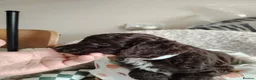 Mixed Breed dogs for sale: CockerJack Doodles  in Norwich - Advert 23