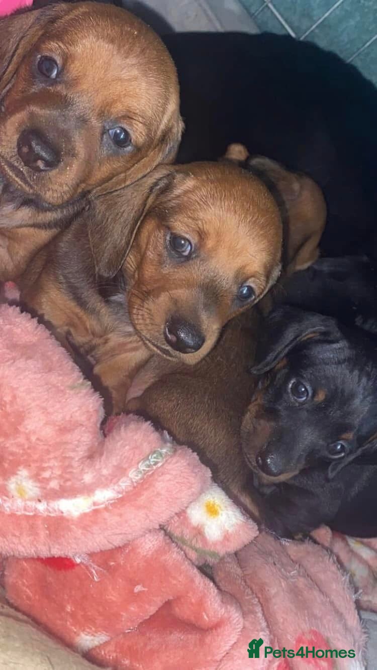 Dachshund dogs for sale: dachshund puppies looking for homes  - Advert 17