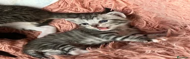 Silver male tabby