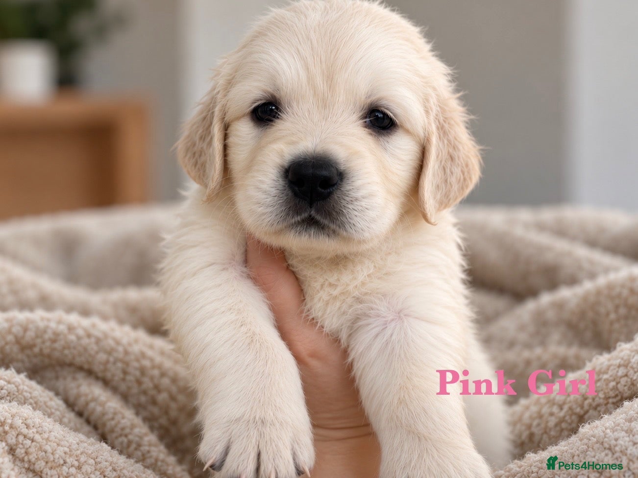 Golden Retriever dogs for sale: Last KC Champ girl from DNA tested parents 💝 - Advert 2