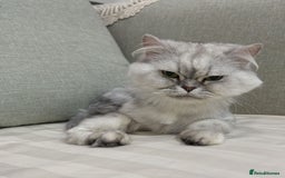 Mixed Breed cats for adoption: [Indoors Only] Chloe - Chilled and Chatty Cutie - Image 5