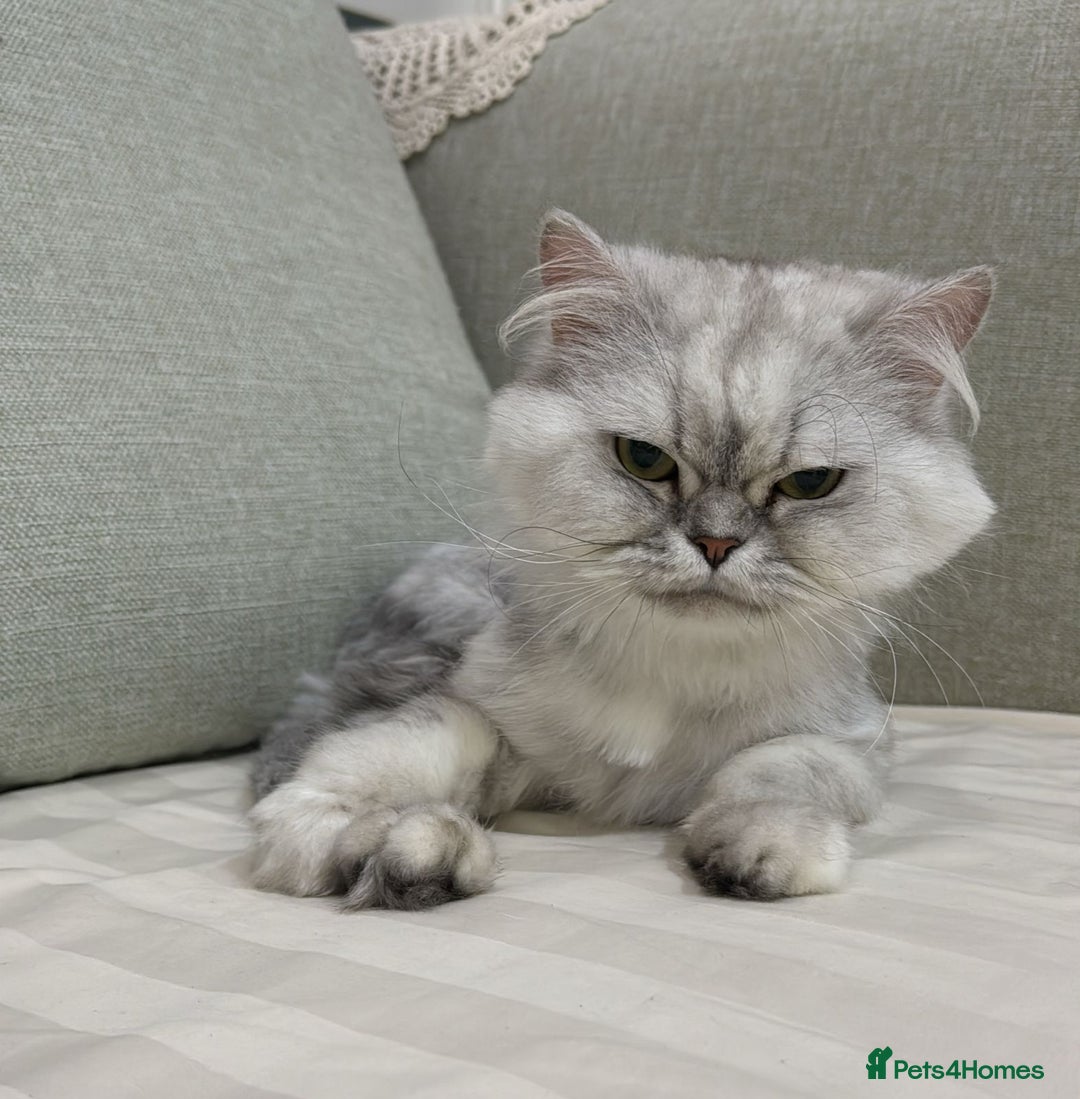 Mixed Breed cats for adoption: [Indoors Only] Chloe - Chilled and Chatty Cutie - Image 5