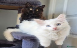 Mixed Breed cats for sale: Cute kittens - Image 6