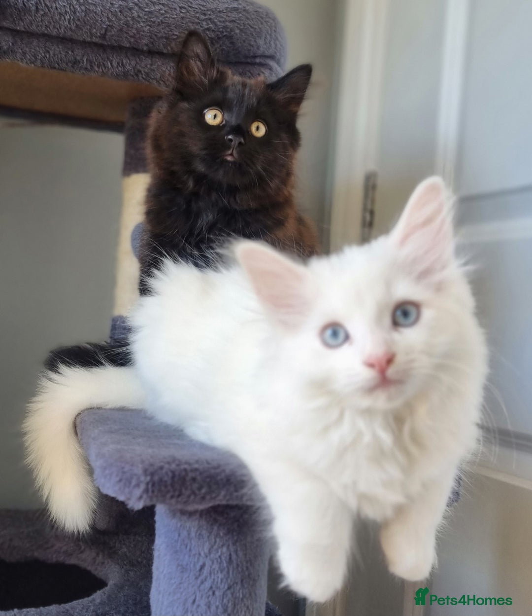 Mixed Breed cats for sale: Cute kittens - Image 6