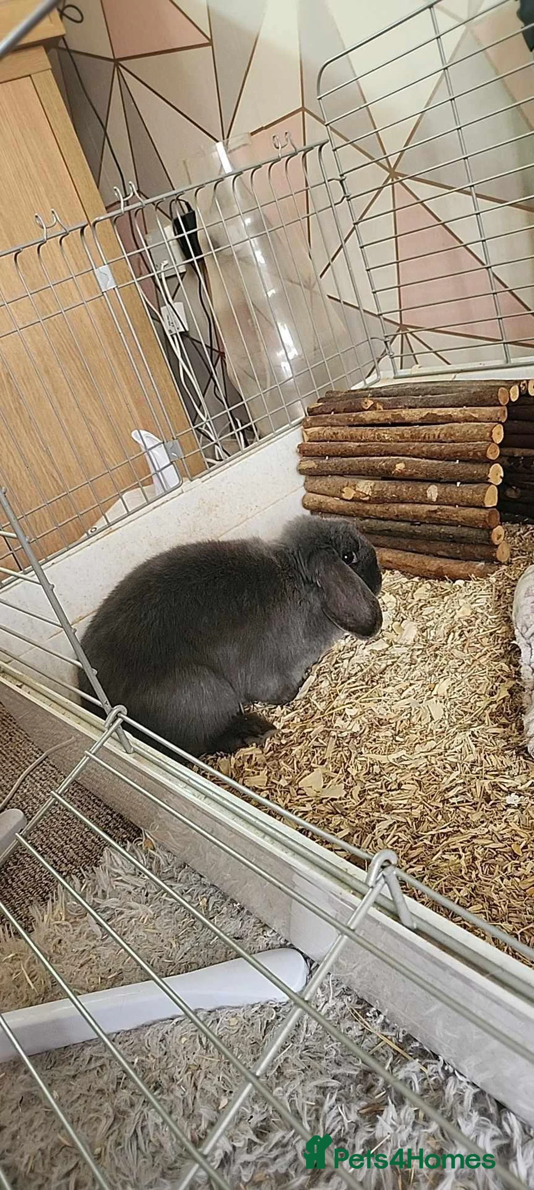 English Lop rabbits for sale: Daisy  in Worksop - Advert 2
