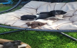English Springer Spaniel dogs for sale: Kc reg English springer spaniel pups  - Image 8