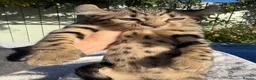 Keetso cats for sale: Awesome rare silver polydactyl female  - Advert 14