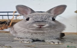 Netherland Dwarf rabbits for sale: 8 week old grey/silver Netherland dwarf female - Image 5