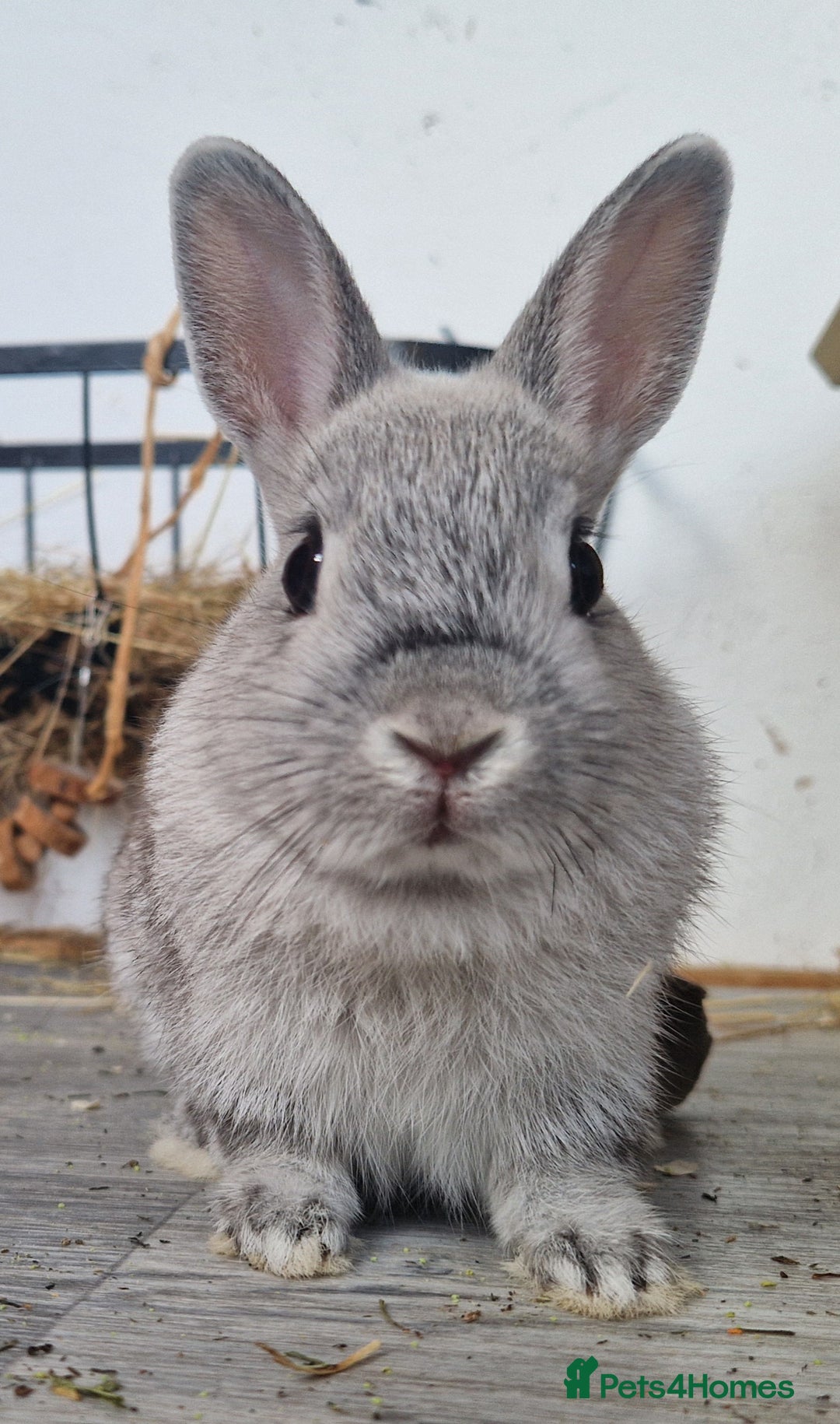 Netherland Dwarf rabbits for sale: 8 week old grey/silver Netherland dwarf female - Image 5