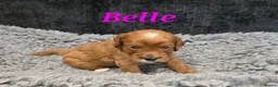 Cavapoo dogs for sale: F1b health tested fox red cavapoo puppies  - Advert 4