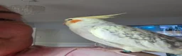Cockatiels birds for sale: 2 Silly tame cockatiels proven show pair budgies  - Advert 7