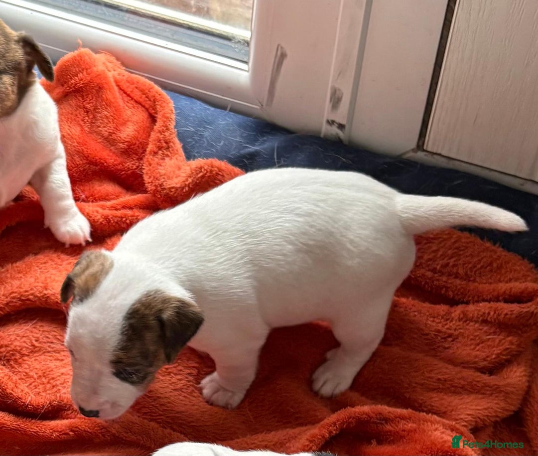 Jack Russell dogs for sale: Jack Russell Puppies  - Image 8