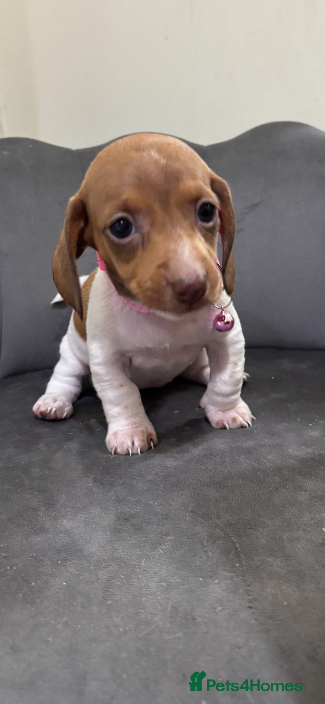 Miniature Dachshund dogs for sale: Stunning mini sausages  - Image 3