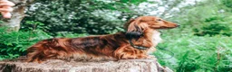 Miniature Dachshund dogs for sale: Exceptional Champion CK ML Dachshund Puppies  - Advert 8