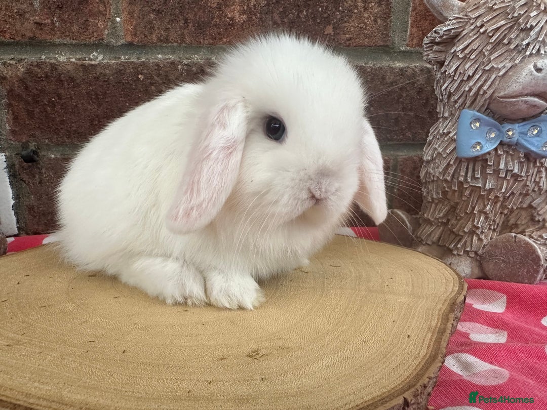 Mini Lop rabbits for sale: Beautiful mini lop bunnies ready to reserve  - Image 6