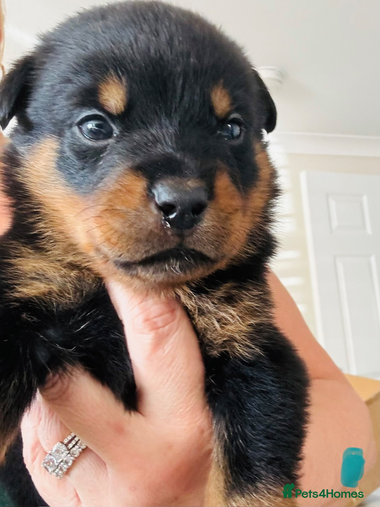 Rottweiler dogs for sale: Pedigree Rottweiler puppies for sale - Advert 14