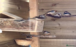 Finches birds for sale: Aviary birds various  - Image 6