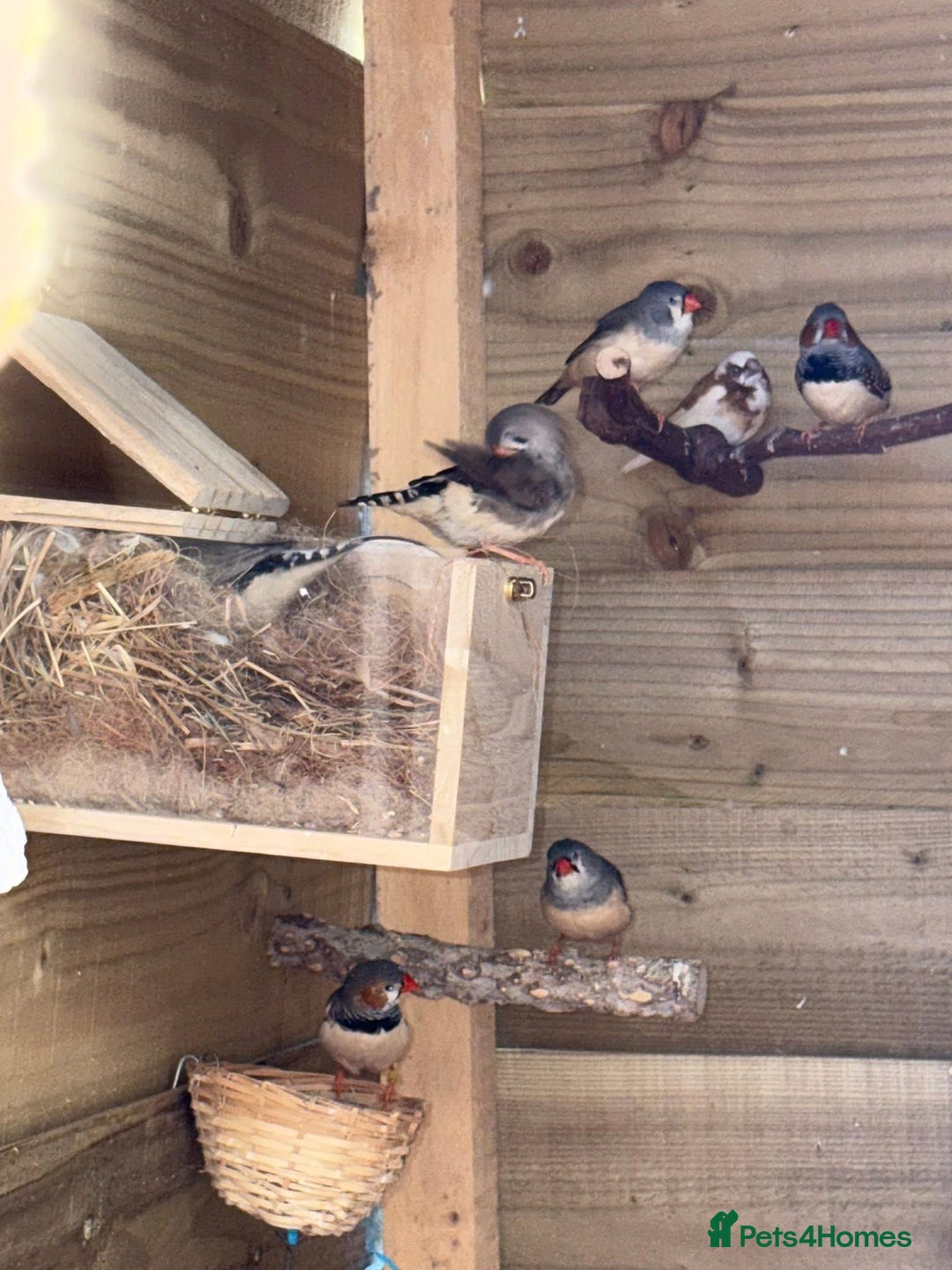 Finches birds for sale: Aviary birds various  - Image 6