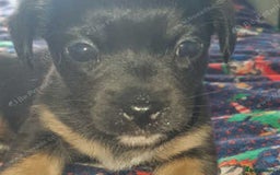 Mixed Breed dogs for sale: Shihtzu cross chihuahuas puppies (ready to leave) - Image 1