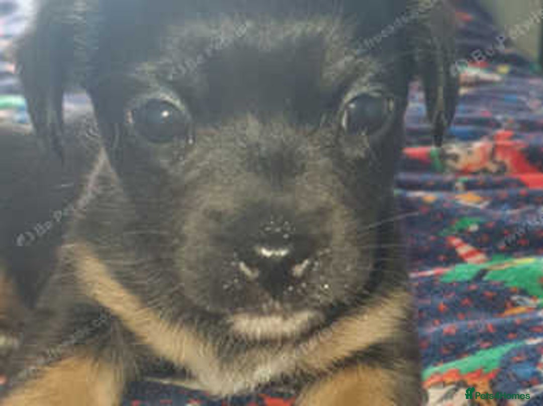 Mixed Breed dogs for sale: Shihtzu cross chihuahuas puppies (ready to leave) - Image 1