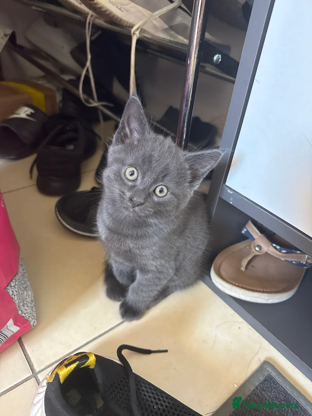 Mixed Breed cats for sale: Grey Kittens  - Advert 2
