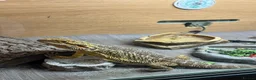Bearded Dragon reptiles for sale: Bearded dragon male in Colchester - Advert 2