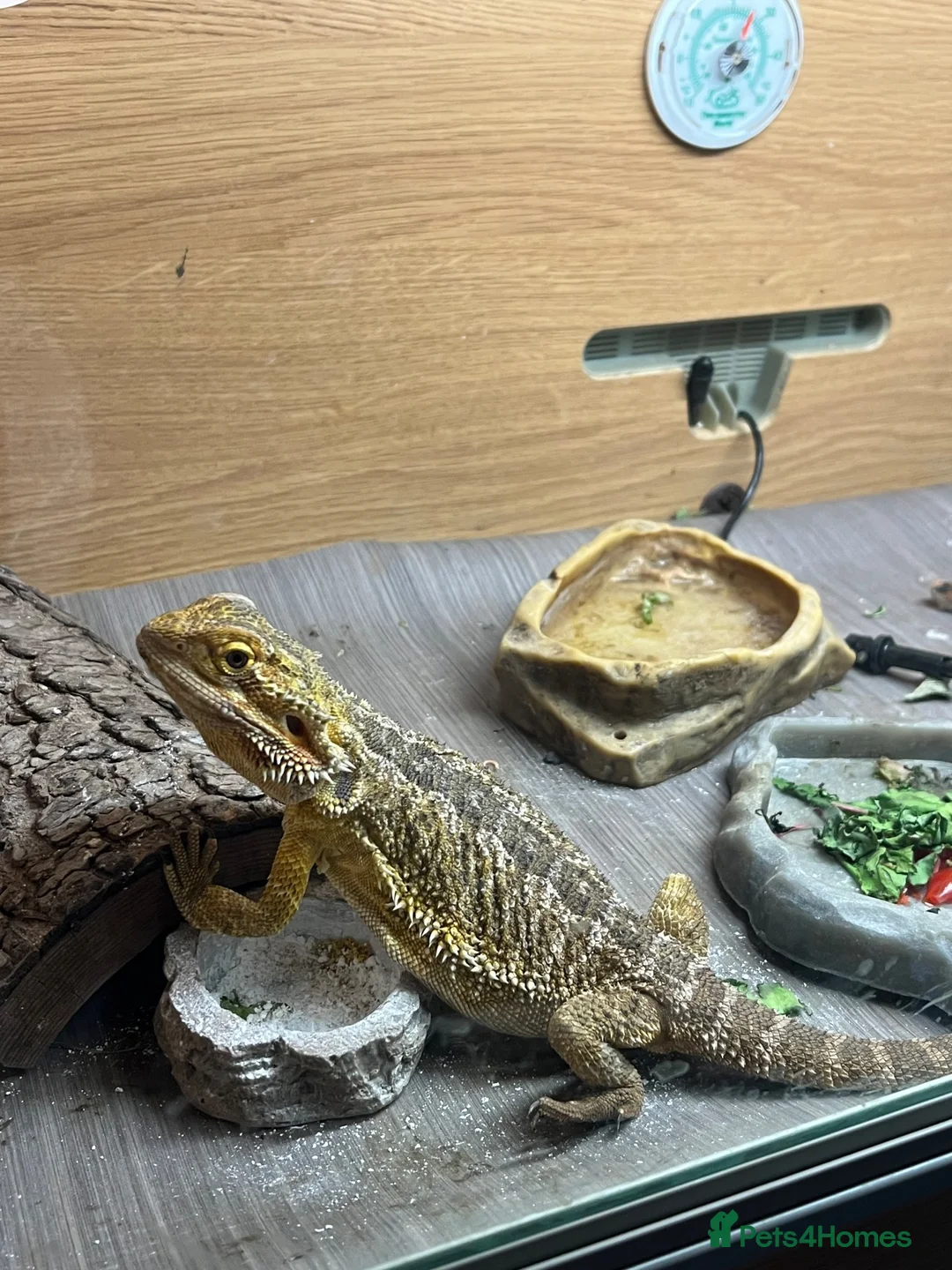 Bearded Dragon reptiles for sale: Bearded dragon male in Colchester - Advert 2