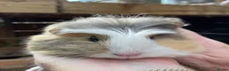 Guinea Pig rodents for sale: Baby guinea pigs  - Advert 5