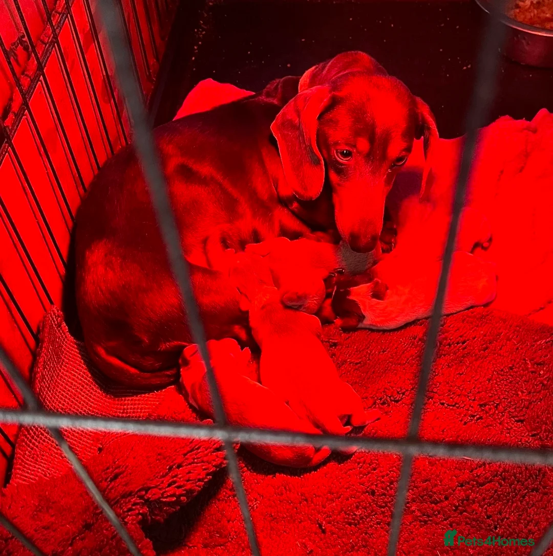 Miniature Dachshund dogs for sale: READY NOW MINIATURE DACHSHUNDS  - Advert 22