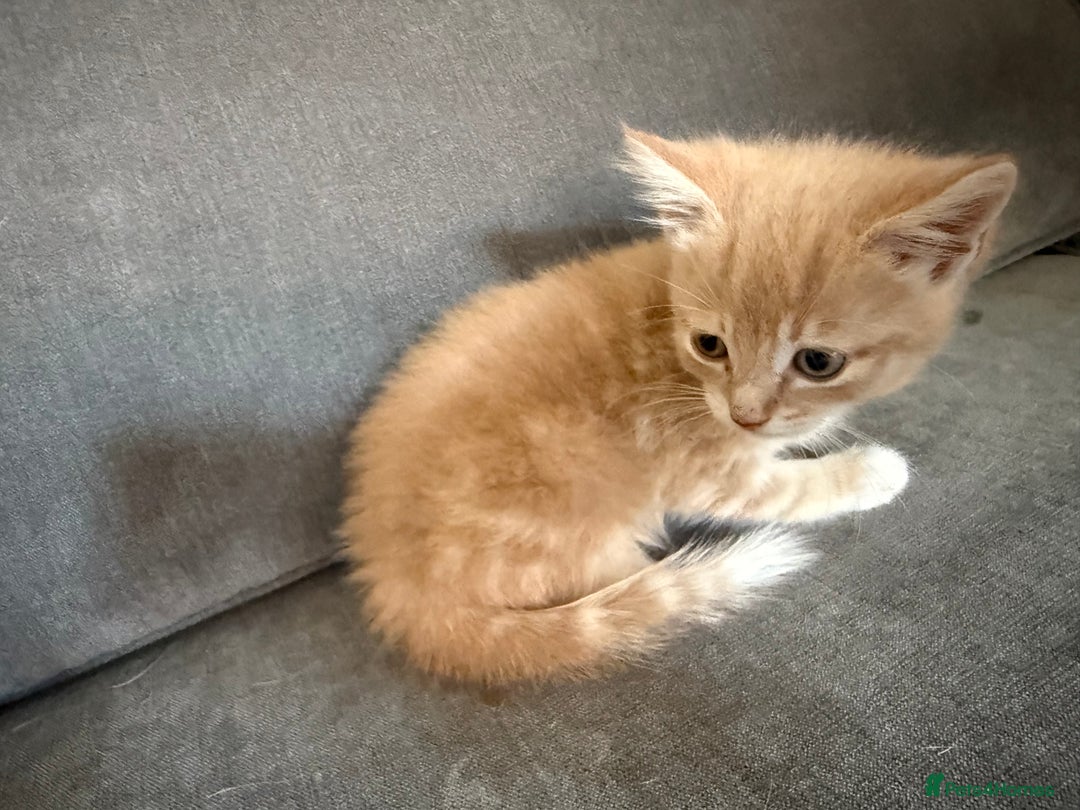 Mixed Breed cats for sale: Beautiful sandy male kitten - Image 4