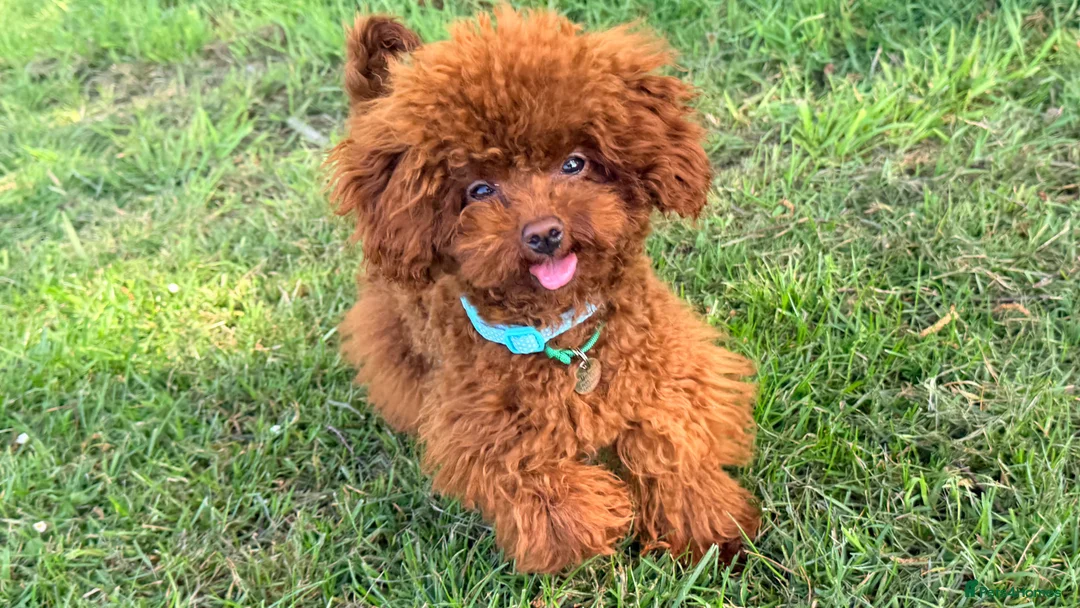 Toy Poodle dogs for stud: Asian Toy Poodle Stud - Advert 2