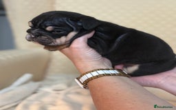 English Bulldog dogs for sale: English Bulldog - Image 7