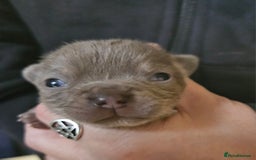 Chihuahua dogs for sale: KC REG Lilac chihuahua puppies - Image 3