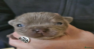 Chihuahua dogs - Advert 2